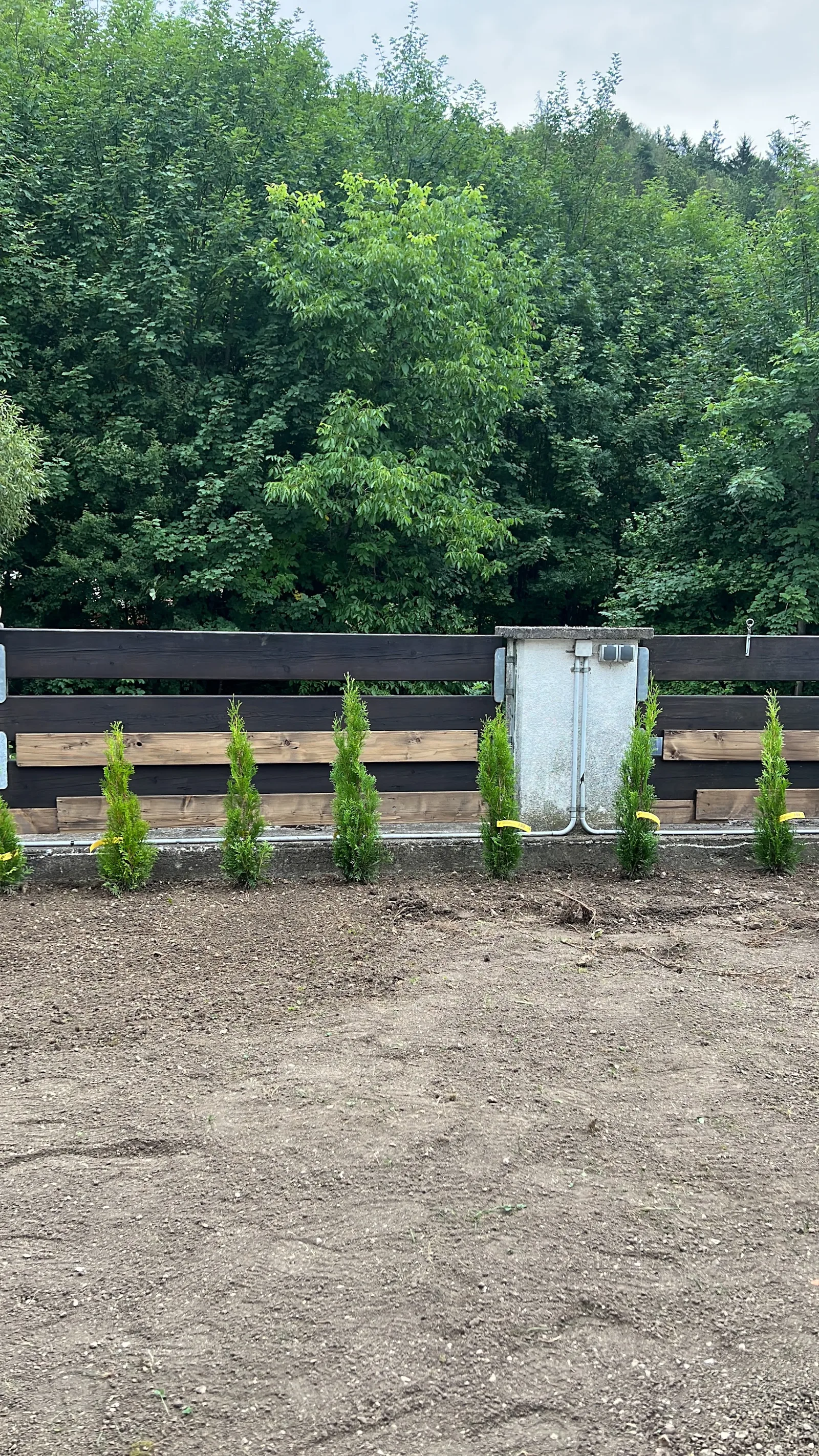 Neu gepflanzte Thujen entlang des Gartenzauns